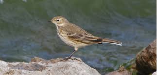 Ang pipit (the pipit) is a popular filipino song about a bird that is known in tagalog as a pipit. American Pipit Birds Of Nebraska Online