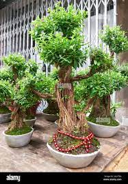 Several Fully Grown Green Colored Potted Bonsai Trees For Sale Along A Street In Chinatown Area Manila Philippines Asia Stock Photo Alamy