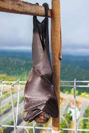 Maybe you would like to learn more about one of these? Ecolodg Giant Golden Crowned Flying Fox There Are Facebook