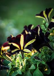 Bundesliga besiegelt, eskaliert die lage: Dynamo Dresden 1080p 2k 4k 5k Hd Wallpapers Free Download Wallpaper Flare