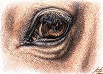 20 Auge Pferd Bilder Und Ideen Auf Kunstnet