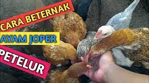 Ayam ini enak dagingnya dan sekaligus cepat tumbuh dan tumbuh besar. Cara Ternak Ayam Joper Petelur Youtube
