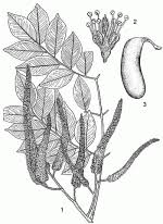 Image result for Erythrophleum