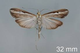 Image result for Euclasta