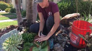 The mix of red and white tulips with the soft colors of the stone slabs can make anyone stare in. My Succulent Front Yard Youtube