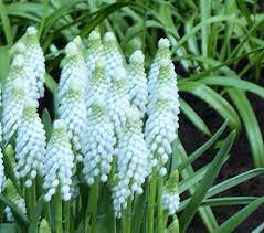 Muscari Baby S Breath White Flower Farm Muscari Muscari Flowers