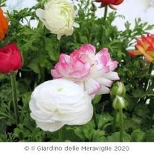 Proponi una nuova soluzione fiori simili alle rose. Piante Da Fiori Stagionali Per Vaso Fiorito