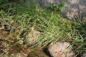 Image result for Pycreus flavidus