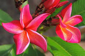 Plumeria Flowers Plumeria Flowers Plumeria Indoor Flowering Plants