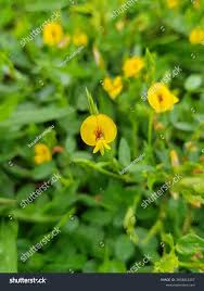 Image result for Zornia