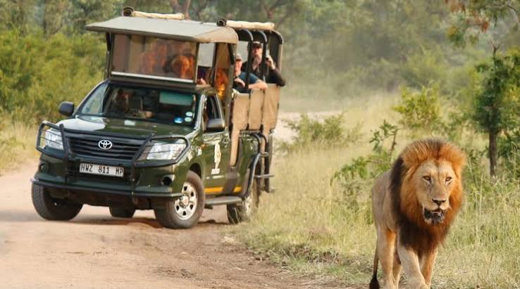 Full Day Kruger National Park Safari