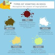 That yellow stuff is actually your dog vomiting bile. Shih Tzu Vomiting Yellow Bile Online Shopping