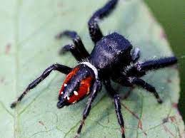 Maybe you would like to learn more about one of these? North Carolina Spiders Pictures And Spider Id Help Green Nature