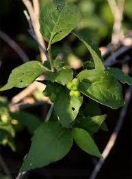 Image result for Erythrococca