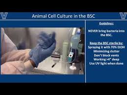Maybe you would like to learn more about one of these? Aseptic Technique For Animal Cell Culture Youtube