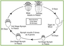 Image result for lice life cycle