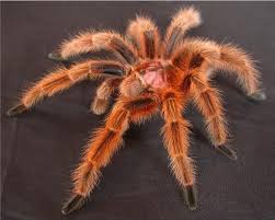 G Rosea Rcf Red Rose Hair Tarantula Tarantula Facts Spider