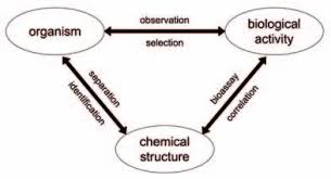 Image result for Oncella curviramea