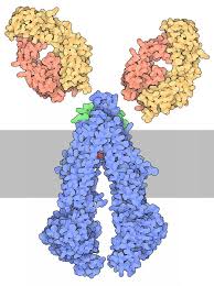 Image result for P-Glycoprotein