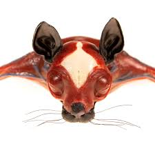 Copycat Feline Anatomy Model Syndaver