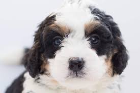 Check spelling or type a new query. Are Bernedoodles Hypoallergenic Doggowner