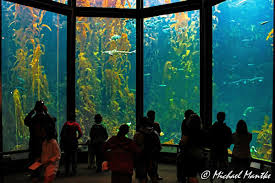 Monterey bay aquarium tickets can be bought at the entrance. Das Monterey Bay Aquarium Erkunde Die Welt
