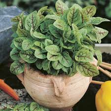 Frunzele sunt mari de culoare vered, gust acrisor. Seminte De Sorrel Red Veined Macris Rosu Macris De Apa