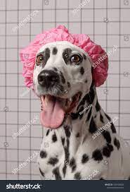 Cute Dalmatian Dog In Pink Bath Cap In Bathroom On A White Tile Background Happy Dog S Muzzle Dog Nurse Health And Medici Dalmatian Dogs Pink Baths Bath Cap