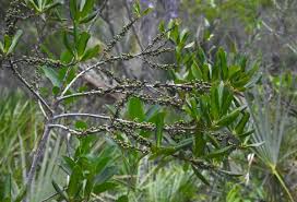 Image result for Rapanea