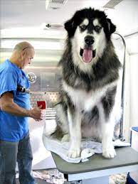 巨大生物 3 big dog breeds big puppies huge dogs