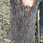 Image result for Bridelia ferruginea