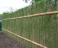 Cell Grown Hedging Plants Living Willow Living Willow Fence Willow Fence