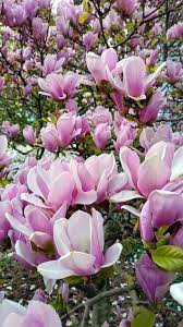 Pink And White Magnolia Blossom Pictures Of Spring Flowers Magnolia Blossom Magnolia Flower