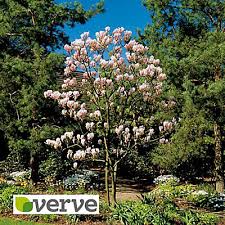 Image result for magnolia soulangeana