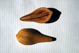 Image result for Schrebera trichoclada