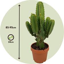 Image result for Euphorbia ingens