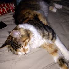 Meine katze 7 monate macht ständig in das bett meiner tochter, das bett meines sohnes bleibt firstverschont. Main Coon Pinkelt Ins Bett Katze Katzen Kater