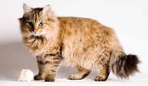 Ailurophile merupakan sebutan bagi mereka yang mengaku pecinta kucing. Purr Claw 8 Jenis Kucing Di Malaysia Paling Popular Facebook