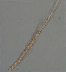 Image result for Chloris pycnothrix