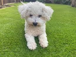 Pregra® pet artificial turf is perfect for dog runs, and play areas. The Best Artificial Grass For Dogs Perfect Grass Ltd