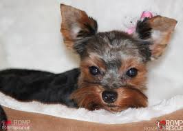 Teacup puppies are the informal name for enormously little dogs; Chicago Yorkie Puppy Rescue Romp Italian Greyhound Rescue Chicago