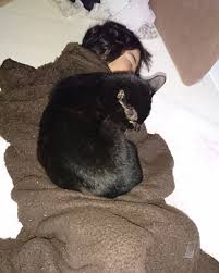 あんぴ on X: 人間をベッドにする猫。 毎晩母の胸の上で寝てるけど、今日はお昼寝中の娘の上で寝ることにしたようです。 ねこ きょうだいねこ  ぎー 猫と子供 t.co6yhTo1leEQ  X