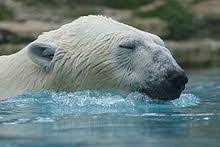 Caractéristiques physiques de l' misanthrope polaire : Ours Blanc Wikipedia