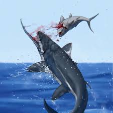 Image result for Agelanthus djurensis