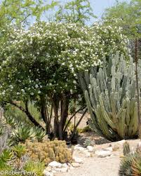 Click on shop to see what other plants we have in stock. Wild Olive Anacahuita Inland Valley Garden Planner