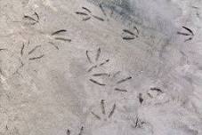 Homeschool Day: Animal Tracking