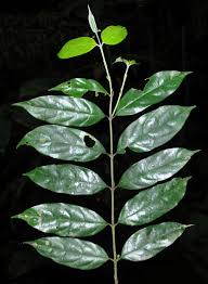 Image result for Pauridiantha