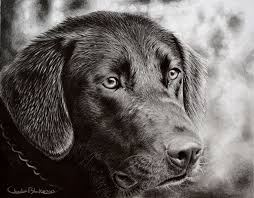 Lab Pencil Drawing By Eidolic On Deviantart Dog Drawing Realistic Pencil Drawings Life Drawing