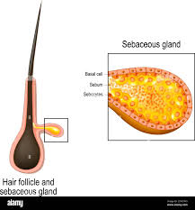 Image result for Sebaceous Gland