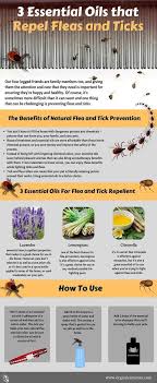 3 Essential Oils That Repel Fleas And Ticks Organicaromas Repelling Fleas And Ticks With The Essential Oils For Fleas Essential Oils Dogs Diy Essential Oils